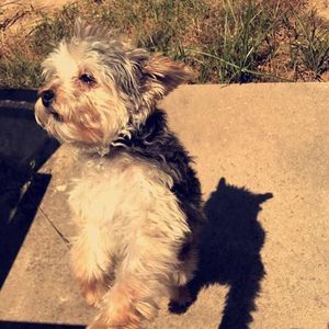 Meet your Posher, Holly